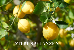 Zitruspflanzen