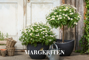 Margeriten