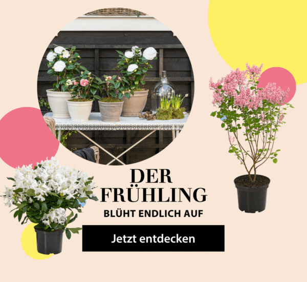 Blühende Vielfalt mit Kamelien und Sträuchern