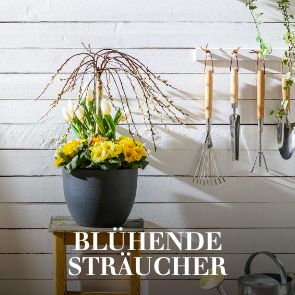 Blühende Sträucher