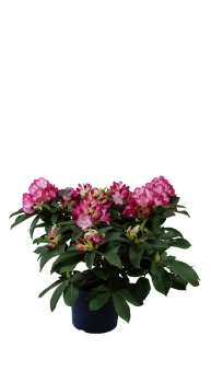 Rhododendron Mega