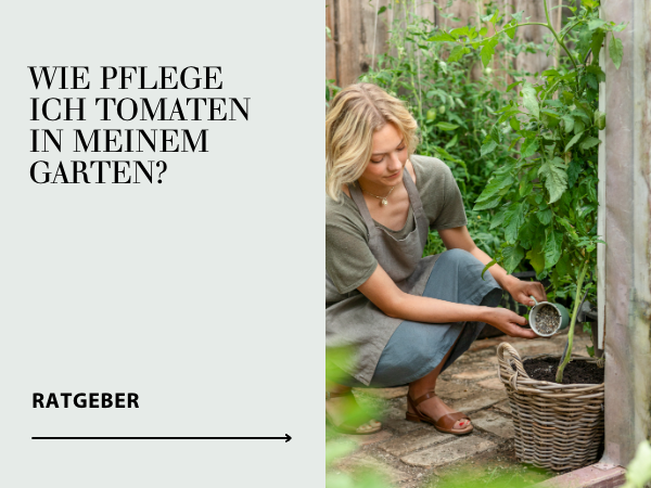 Ratgeber Tomaten