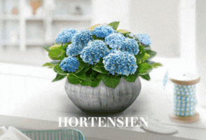 Hortensien