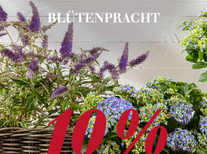 Blütenpracht