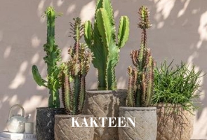Kakteen