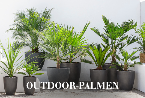 Outdoor-Palmen
