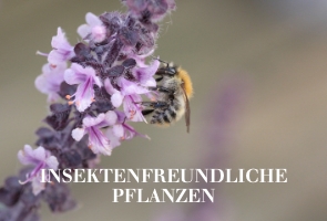 Insektenfreundliche Pflanzen