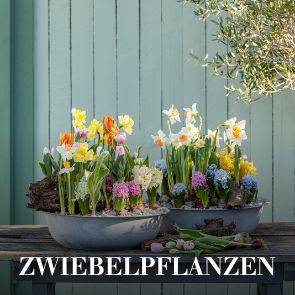 Zwiebelpflanzen