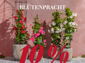 Blütenpracht