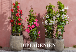 Dipladenien