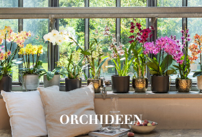 Orchideen