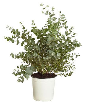 Eukalyptus Busch