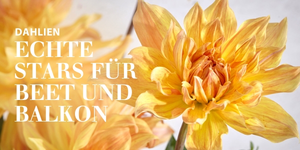 Dahlien Blumenzwiebelmischungen