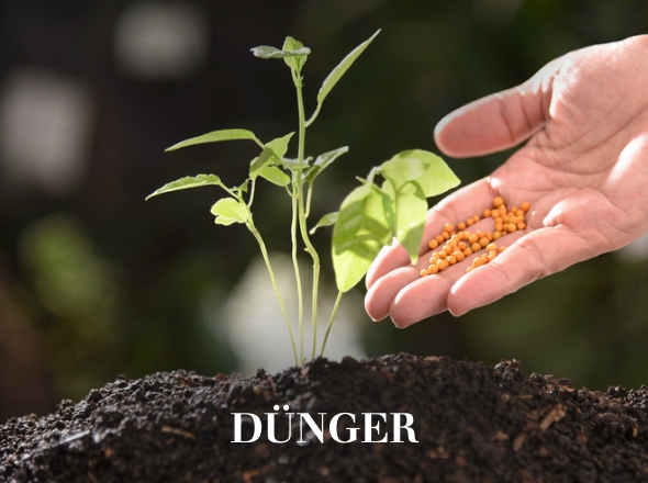 Dünger