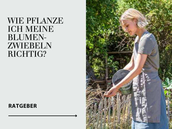 Ratgeber Blumenzwiebeln