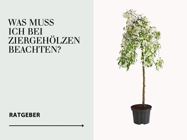 Ratgeber Ziergehölze