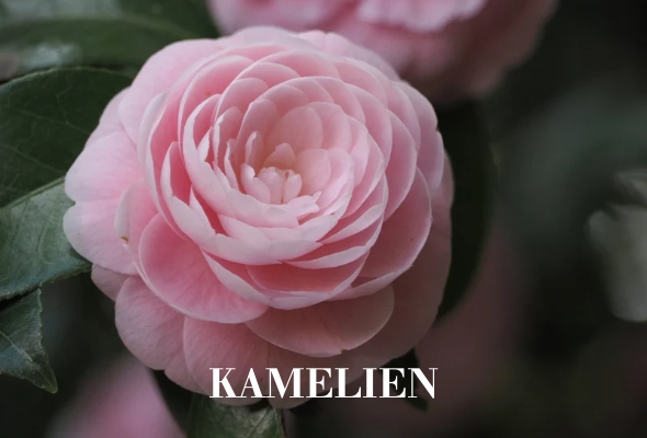 Kamelien
