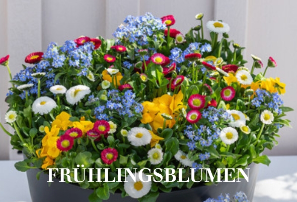 Frühlingsblumen