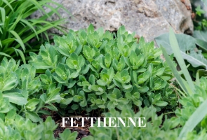 Fetthenne