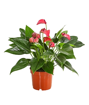 Flamingoblume