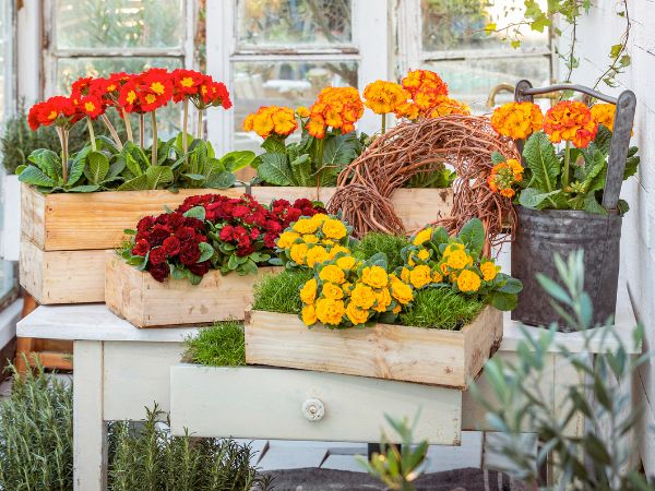 Ratgeber Primel: Kunterbunte Frühlingsboten