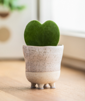 Herzblatt-Pflanze - Hoya kerrii