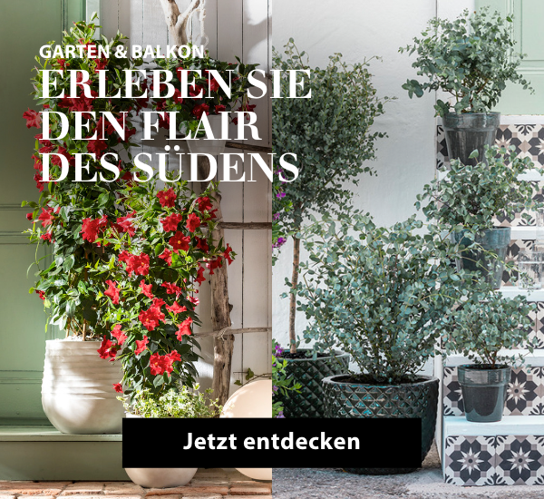 Terassenpflanzen