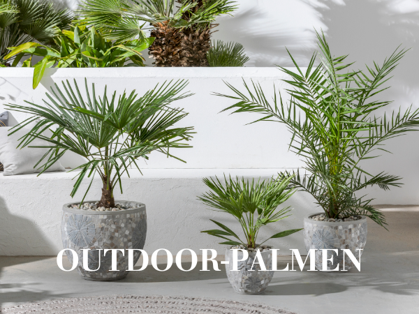 Outdoorpalmen