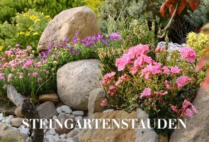 Steingartenstauden