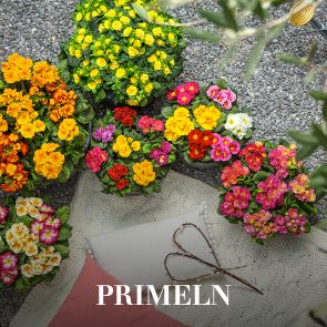 Primeln