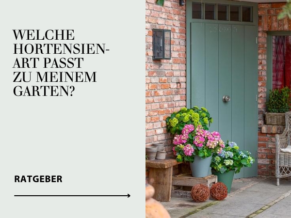 Ratgeber bezaubernde Hortensien