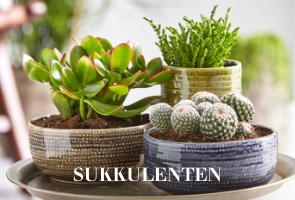 Sukkulenten