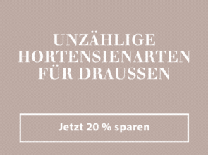 20 % auf Hortensien