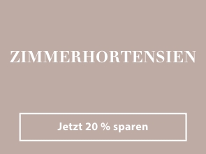 Zimmerhortensien